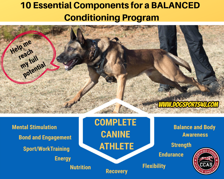 The Ultimate Guide to Canine Exercise Routines